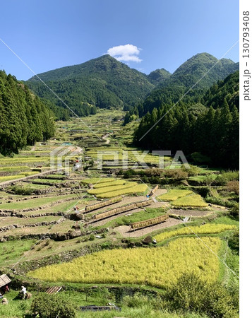 黄金色の稲穂が首を垂れ、稲刈りが始まった棚田〈四谷千枚田/愛知県新城市〉 130793408