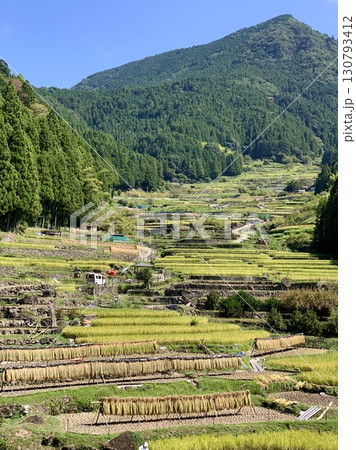 黄金色の稲穂が首を垂れ、稲刈りが始まった棚田〈四谷千枚田/愛知県新城市〉 130793412