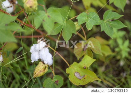 ゴシピウム 綿の花 9月 イメージ 130793516