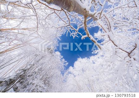 【霧氷素材】白と青の世界・霧氷と青空【長野県】 130793518