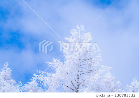 【霧氷素材】白と青の世界・霧氷と青空【長野県】 【霧氷素材】白と青の世界・霧氷と青空【長野県】 130793532