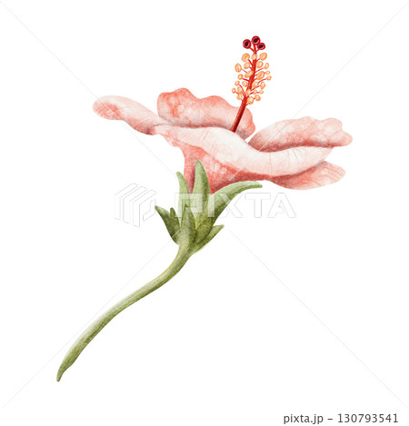 Watercolor hibiscus illustration isolated on white. Realistic pastel red or light pink tropical flower in botanical style. Hand drawn Hawaiian blooming plant clip art for summer exotic wedding Watercolor hibiscus illustration isolated on white. Realistic pastel red or light pink tropical flower in botanical style. Hand drawn Hawaiian blooming plant clip art for summer exotic wedding 130793541