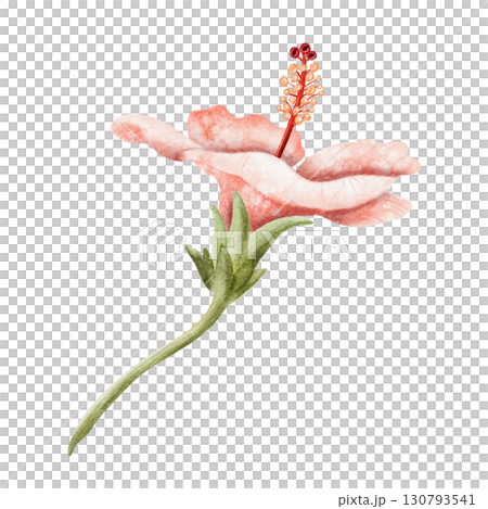Watercolor hibiscus illustration isolated on white. Realistic pastel red or light pink tropical flower in botanical style. Hand drawn Hawaiian blooming plant clip art for summer exotic wedding Watercolor hibiscus illustration isolated on white. Realistic pastel red or light pink tropical flower in botanical style. Hand drawn Hawaiian blooming plant clip art for summer exotic wedding 130793541