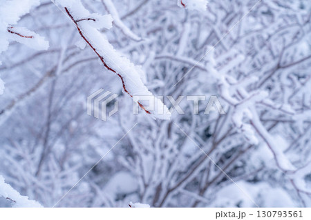 【霧氷素材】乗鞍高原の霧氷【長野県】 130793561