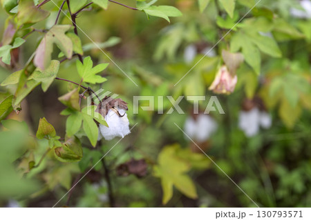 ゴシピウム 綿の花 9月 イメージ ゴシピウム 綿の花 9月 イメージ 130793571