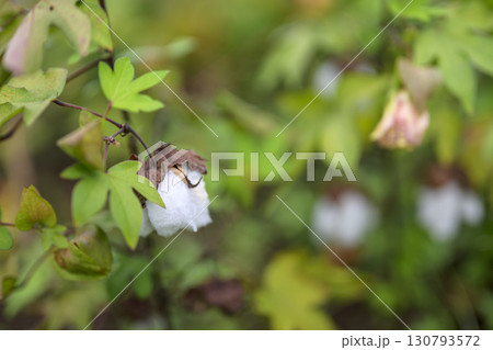 ゴシピウム 綿の花 9月 イメージ 130793572