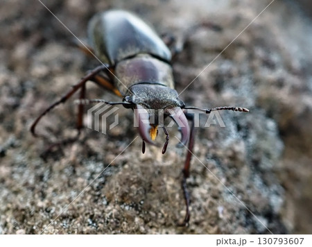 夕方、岩の上を歩くクワガタムシ（20250906171019） 130793607