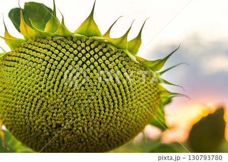 Closeup shot of a sunflower head with a distinctive texture of seeds and green leaves Closeup shot of a sunflower head with a distinctive texture of seeds and green leaves 130793780