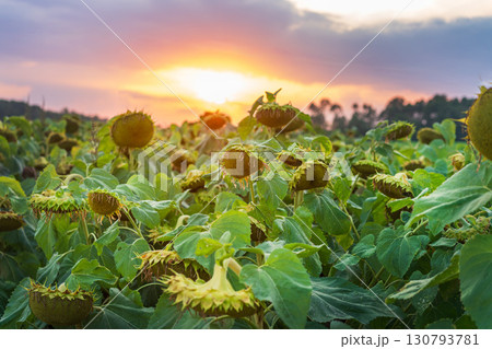 A scenic view of a sunflower field with ripe flowers under a beautiful vibrant sunset sky A scenic view of a sunflower field with ripe flowers under a beautiful vibrant sunset sky 130793781
