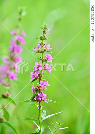 ミソハギの薄紫色の花 130793850