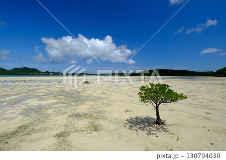 石垣島のカビラ湾と一本マングローブ 130794030