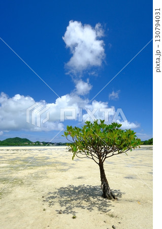 石垣島のカビラ湾と一本マングローブ 130794031