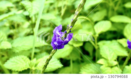 沖縄県で咲くチリメンナガボソウ 沖縄県で咲くチリメンナガボソウ 130794088