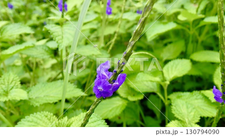 沖縄県で咲くチリメンナガボソウ 沖縄県で咲くチリメンナガボソウ 130794090