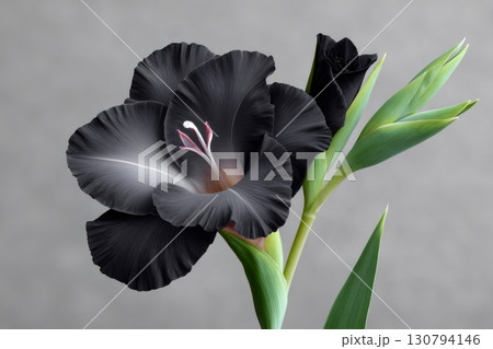 Black gladiolus flower blooming on gray background 130794146