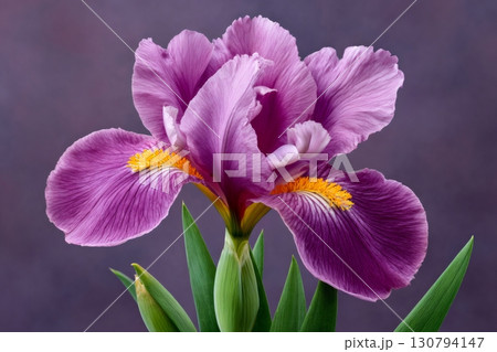 Purple iris flower blossoming with green leaves on violet background 130794147