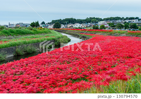 矢勝川の彼岸花 矢勝川の彼岸花 130794570