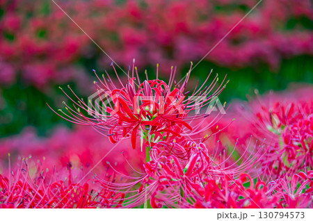 矢勝川の彼岸花 矢勝川の彼岸花 130794573
