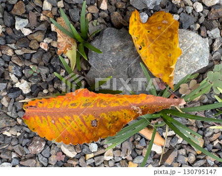 茶色の枯葉・落ち葉のテクスチャ、土に還る言葉たち 130795147