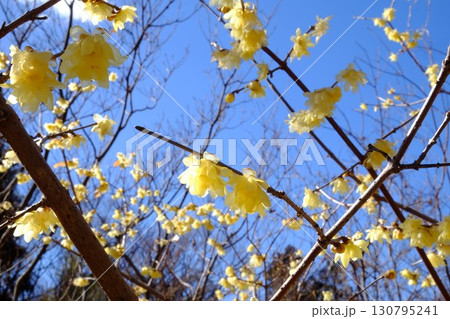 青空に咲くロウバイ 【相模原市津久井 2月】 青空に咲くロウバイ 【相模原市津久井 2月】 130795241