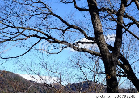 冬の雑木林の落葉樹　【相模原市津久井　2月】 130795249