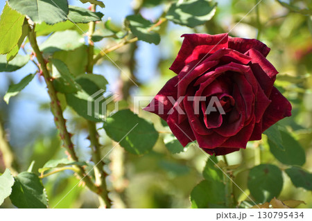 真紅の秋のバラ 130795434