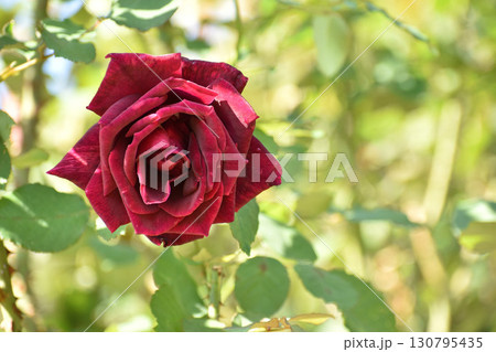 真紅の秋のバラ 130795435