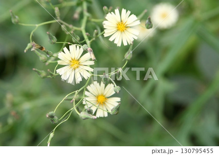 アキノノゲシの花とつぼみ アキノノゲシの花とつぼみ 130795455