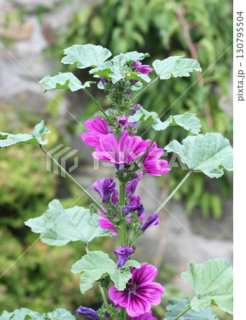 Flowering Wild mallow, lat.  Malva sylvestris in a garden. 130795504