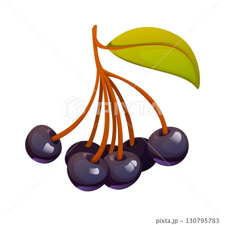 Cartoon autumn fall season berries, cluster of ripe glossy chokeberry. Isolated vector vibrant dark purple Aronia melanocarpa berries with green leaves attached to a thin stem. Natural seasonal food Cartoon autumn fall season berries, cluster of ripe glossy chokeberry. Isolated vector vibrant dark purple Aronia melanocarpa berries with green leaves attached to a thin stem. Natural seasonal food 130795783