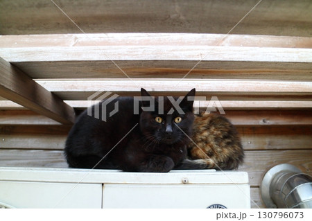 猫のいる風景 猫のいる風景 130796073