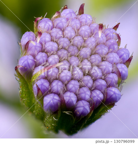 アゲラタムの蕾の拡大 130796099