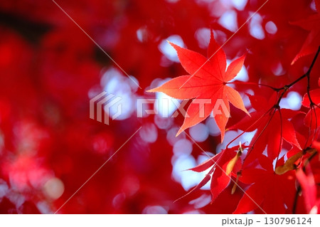 深紅の色付き葉の背景素材 130796124