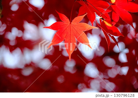 深紅の色付き葉の背景素材 130796128