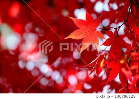 深紅の色付き葉の背景素材 130796129