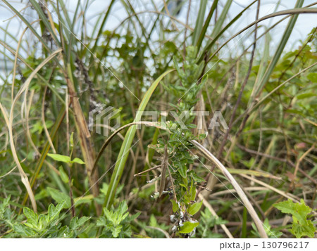 海辺の草むらにて 海辺の草むらにて 130796217