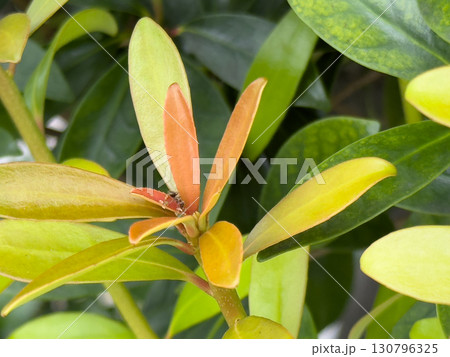 海辺の草むらにて秋めく 130796325