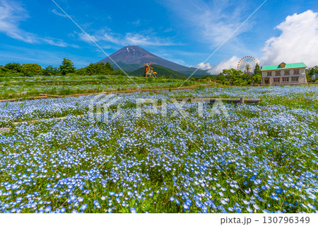 富士山　ネモフィラ　富士山2合目 130796349