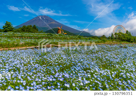 富士山　ネモフィラ　富士山2合目 130796351