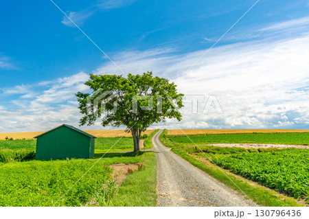 夏の美瑛　北海道旭川市 130796436