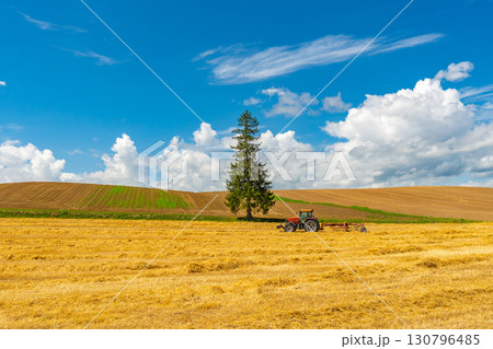 夏のクリスマスツリーの木　美瑛　北海道　旭川 130796485
