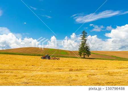 夏のクリスマスツリーの木　美瑛　北海道　旭川 130796486