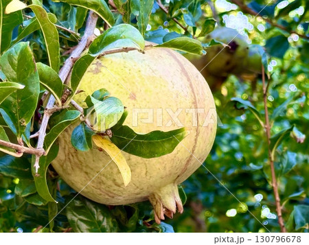 Ripe pomegranates hanging on a tree. Fruit garden, pomegranate trees. 130796678