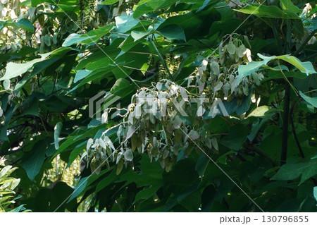 2025年㋇のアオギリ 130796855