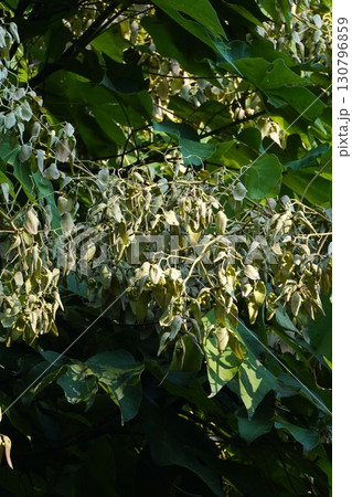 2025年㋇のアオギリ 130796859