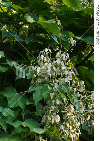 2025年㋇のアオギリ 2025年㋇のアオギリ 130796861