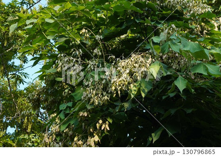 2025年㋇のアオギリ 130796865