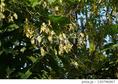 2025年㋇のアオギリ 130796867