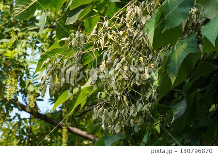 2025年㋇のアオギリ 130796870