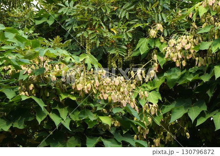 2025年㋇のアオギリ 130796872